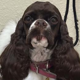 Cocker Spaniels, Goldendoodles, Golden Retrievers, and Poodles from Elliott's Elite Puppies