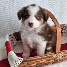 Rhett - Red tri-color male Australian Shepherd puppy in Mountain Grove, Missouri from K Bar H Farms