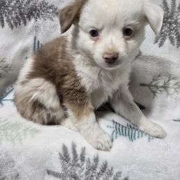 Boy 1 - Blue merle Toy Australian Shepherd puppy in Bend, Oregon from Badlands Toy and Mini Aussies