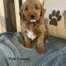 Goldendoodle Puppies from Jozlyn’s Pups