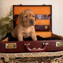 Rogan, 7th pick male - Yellow Labrador Retriever puppy in Rocky Top, Tennessee from Rocky Top Retrievers and Ranch