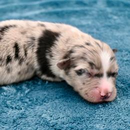 Thesan - Blue merle male Miniature American Shepherd puppy in Damascus, Oregon from Rebel Soul Minis