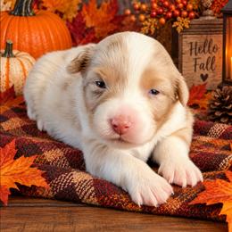 Treasure - Red merle female Australian Shepherd puppy in Fultonville, New York from Sandy Aussies, Mini Dachshunds & Pomeranians