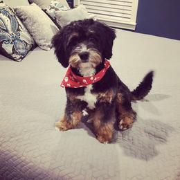 Libby - Bernedoodle