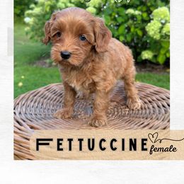 Fettuccine - Red female Australian Labradoodle puppy in Mendon, Massachusetts from New England Labradoodles