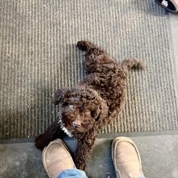 Brown girl - Brown female Lagotto Romagnolo puppy in Lake City, Michigan from Michigan Lagotto