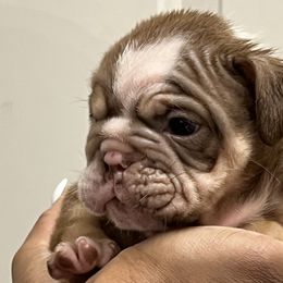 Girl 1 - Bulldog puppy in Rockwall, Texas from Lulu’s EB Babies