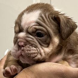 Girl 1 - Bulldog puppy in Rockwall, Texas from Lulu’s EB Babies