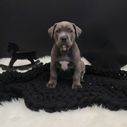 Tangina - Gray brindle female Cane Corso puppy in Hampstead, New Hampshire from Durgin Hollow