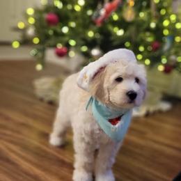 Bernedoodle Puppies from Doting Doodles