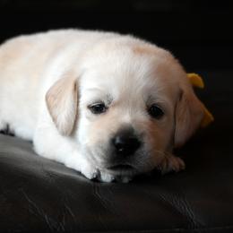 Mr. Gold Stormi-Bosley - Yellow male Labrador Retriever puppy in Pasco, Washington from ROCK CREEK LABRADORS