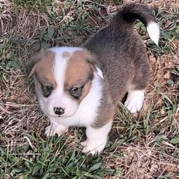 Laredo - Red male Pembroke Welsh Corgi puppy in Hillsville, Virginia from Bonderosa Kennels