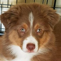 Australian Shepherd Puppies from Red Forrest Australian Shepherds