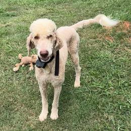 Franklin - Cream male Goldendoodle puppy in Greensboro, Georgia from B’s Doodles