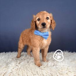 Maverick - Apricot male Goldendoodle puppy in Utah County, Utah from Big Hearted Breeders