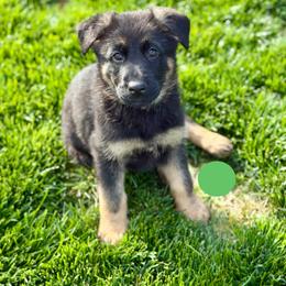 Fallout - Black and red male German Shepherd puppy in Medical Lake, Washington from Nine Realms German Shepherds