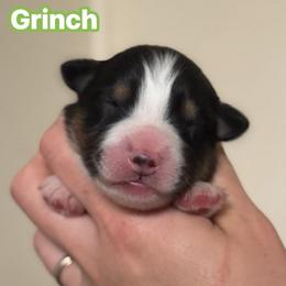 Grinch - Black tri-color male Australian Shepherd puppy in Rapid River, Michigan from Echolight Australian Shepherds