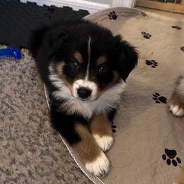 Wanda - Black tri-color female Australian Shepherd puppy in Phoenix, Arizona from Oma K’s Aussies