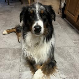 Tag - Australian Shepherd