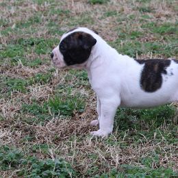 American Bulldog Puppies from Rogue Native Bulldogs