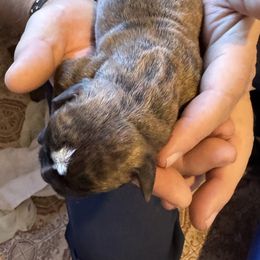 Ed- Dark Blue Collar - Brindle male Boxer puppy in Madras, Oregon from BnT Boxers