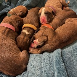 Boxer Puppies from Rowe’s Royal Boxers