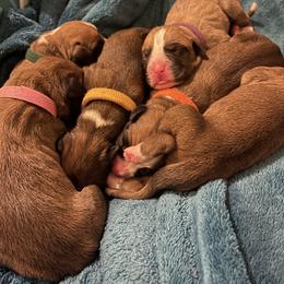 Boxer Puppies from Rowe’s Royal Boxers