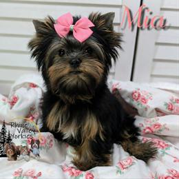 Mia - Black and gold female Yorkshire Terrier puppy in Austin, Texas from Rhine Valley Yorkies