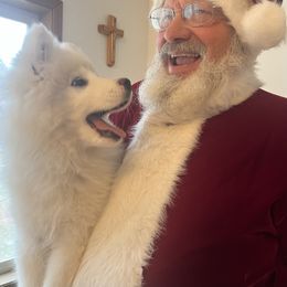 Samoyed Puppies from Better’s Samoyeds