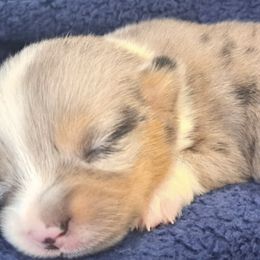 American Corgis from KC's Kennel