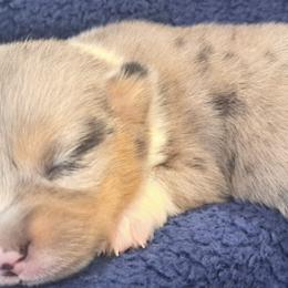 American Corgis from KC's Kennel