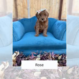 Rose - Red  female Goldendoodle puppy in Las Vegas, Nevada from Bridges Goldendoodles