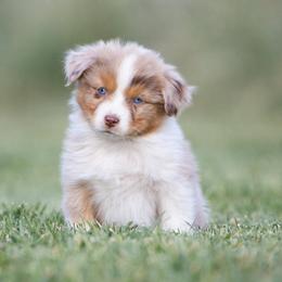 Kodiak - Red merle male Australian Shepherd puppy in Herriman, Utah from Painted Blue Aussies
