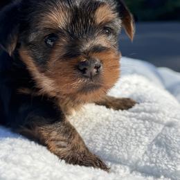 Alexa - Black and gold female Yorkshire Terrier puppy in Escondido, California from Yorkies of Escondido