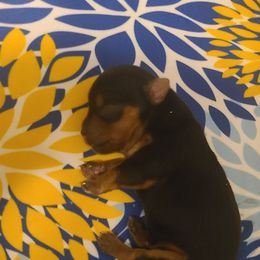 Yorkshire Terrier Puppies from Empress Kiss Yorkies