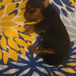 Yorkshire Terrier Puppies from Empress Kiss Yorkies