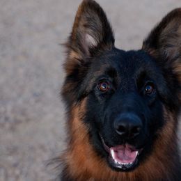 Australian Shepherds and German Shepherds from Coal Creek Shepherds