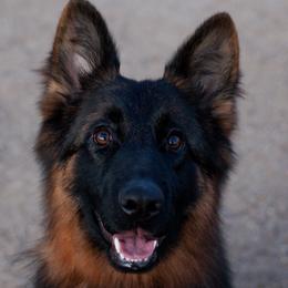 Australian Shepherds and German Shepherds from Coal Creek Shepherds