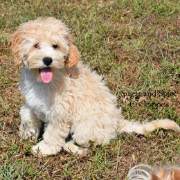 Valerie - Cream female Cockapoo puppy in Hopkins, South Carolina from Sugar and Spice Cockapoos