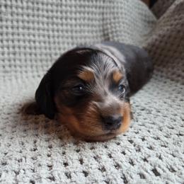 Atlas - Dapple male Dachshund puppy in Yacolt, Washington from Cassiopeia Doxies