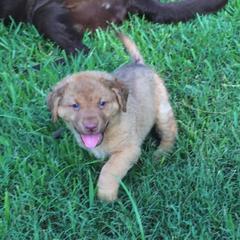 Chesapeake Bay Retriever Puppies from Monarch Chesapeakes