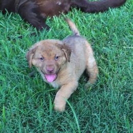Chesapeake Bay Retriever Puppies from Monarch Chesapeakes
