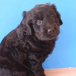 Max - Black male Labradoodle puppy in Apache Junction, Arizona from Loving Doodle