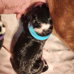Boy 1 - Tri-color Border Collie puppy in Arcanum, Ohio from Machine Made Stock Dogs