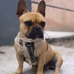 candy  - French Bulldog