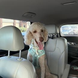 Doug - Cream male Poodle puppy in Surprise, Arizona from Oh Doodles Doodlery