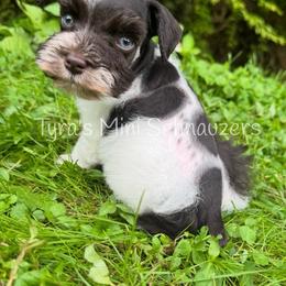 Boy 5 - Parti male Miniature Schnauzer puppy in Kentucky from Tyra's Mini Schnauzers
