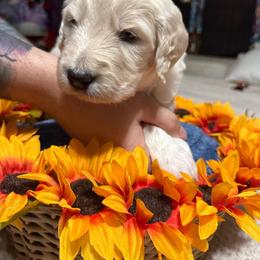 Solarius (teal) - Cream male Goldendoodle puppy in Portsmouth, Virginia from Hopping Howlers Ranch