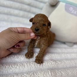 Niko - Red  male Poodle puppy in Miami, Florida from Sakura Poodles