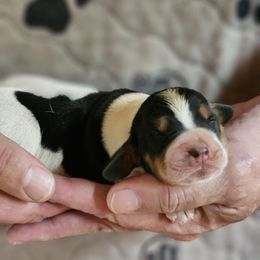 Female 2 - Black brown and white female Basset Hound puppy in Trade, Tennessee from TN Miniature Dachshunds & Basset Hounds